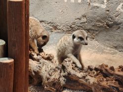 -Zoolung Zoolung动物主题公园(海信广场店)