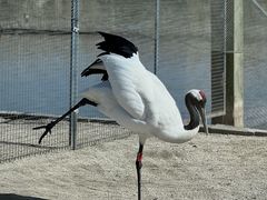 -盐城丹顶鹤湿地生态旅游区