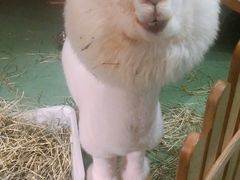 -藦茜花园宠物主题亲子互动体验馆(国顺东路店)