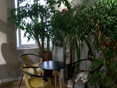 -东方名猫馆·英短金渐层布偶猫舍(环线广场1号楼店)