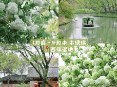 -茅家埠