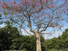 -大屏嶂森林公园