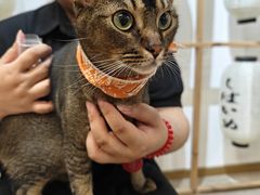 -柴迷FANS CLUB·柴犬狗咖·猫咖