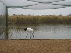 -盐城丹顶鹤湿地生态旅游区