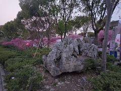 -南汇桃花村