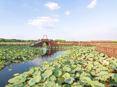 -荷塘月色湿地公园·向阳花洲