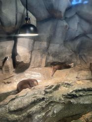 点击看大图 -Zoolung Zoolung动物主题公园(海信广场店)