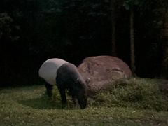 -夜间野生动物园