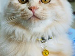 -瑞派宠物医院·犬猫全科·猫友好(宾水西道店)