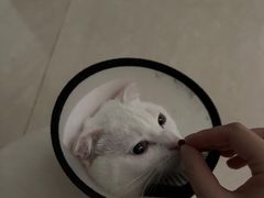 -关爱宠物医院·猫科中心·消化科(滨湖万达分院)