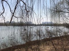 -大兴滨河森林公园