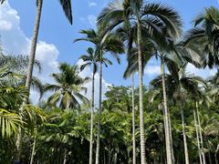 -中国科学院西双版纳热带植物园