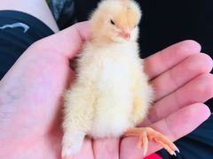 -三圣花乡旅游区