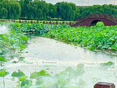 -荷塘月色湿地公园·向阳花洲