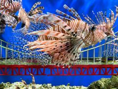 -太平洋海底世界