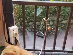 -二荆条·蜀鲜汇城市森林火锅