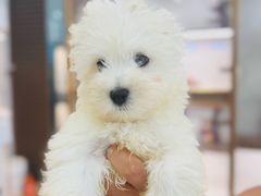 -翊宠yipet猫狗购宠庄园犬舍•猫舍