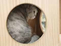 -喵园·猫主题咖啡厅·撸猫·猫咖(国贸店)