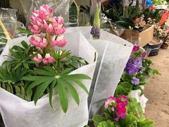 -金陵花卉交易市场