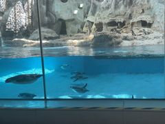 -帝企鹅自助餐厅•儿童岛•真企鹅(长隆企鹅酒店)