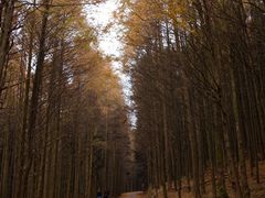 -山王坪喀斯特国家生态公园
