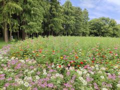 -上海共青森林公园