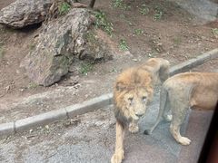 -大连森林动物园