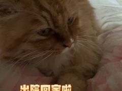 -北京观赏动物医院·24小时大型综合·猫专科·异宠专科