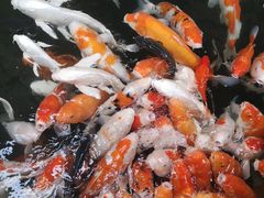 -南宫五洲植物乐园