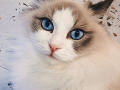 -逗柴咖啡屋·狗咖猫咖宠物桌游