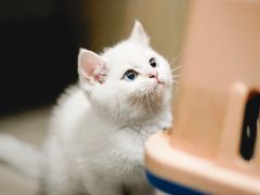 -袖虎·猫馆(体育西路店)