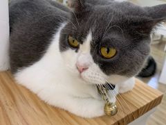 -李小姐の猫咖啡馆(五角场店)
