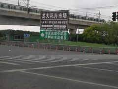 -龙大花卉苗木市场