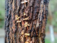 -杭州半山国家森林公园