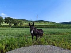 -草原天路(张北县)