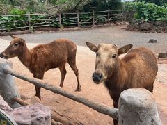 -海南热带野生动植物园