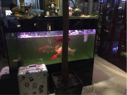 周忆刺青 纹身 tattoo 纹身店 北京(周忆刺青纹身店)-周忆刺青原创设计定制