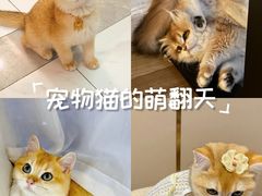 -lincat·猫舍(广州店)