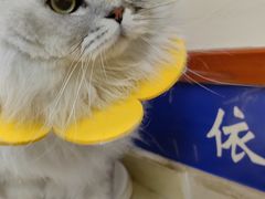 -艾贝尔宠物医院·狂犬免疫点(江山金象城店)