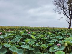 -莲花岛景区