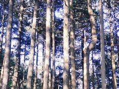 -妙道山国家森林公园