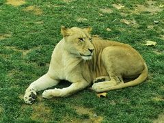 -北京野生动物园