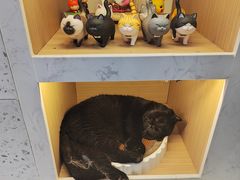 -喵园·猫主题咖啡厅·撸猫·猫咖(国贸店)