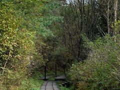 -五营红松林海景区