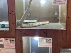 -上海大自然野生昆虫馆(东方明珠·爬宠昆虫探索中心)