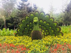 孔雀开屏-长白岛森林公园