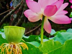 -莲花池公园