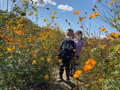 -北京东方普罗旺斯薰衣草庄园