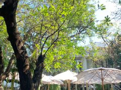 -Fern Forest Cafe
