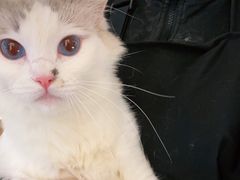 -喵喵咪呀布偶猫咖(春熙路店)